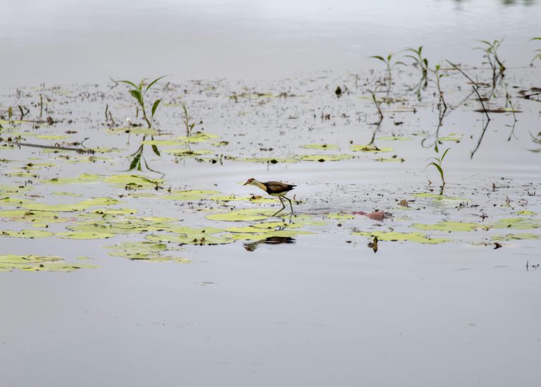 A small wading bird walks across a shallow water body surrounded by lily pads and sparse vegetation. The bird is dark with lighter markings and long legs, navigating the calm water as it searches for food. The tranquil setting reflects the stillness of the water and the natural wetland habitat.